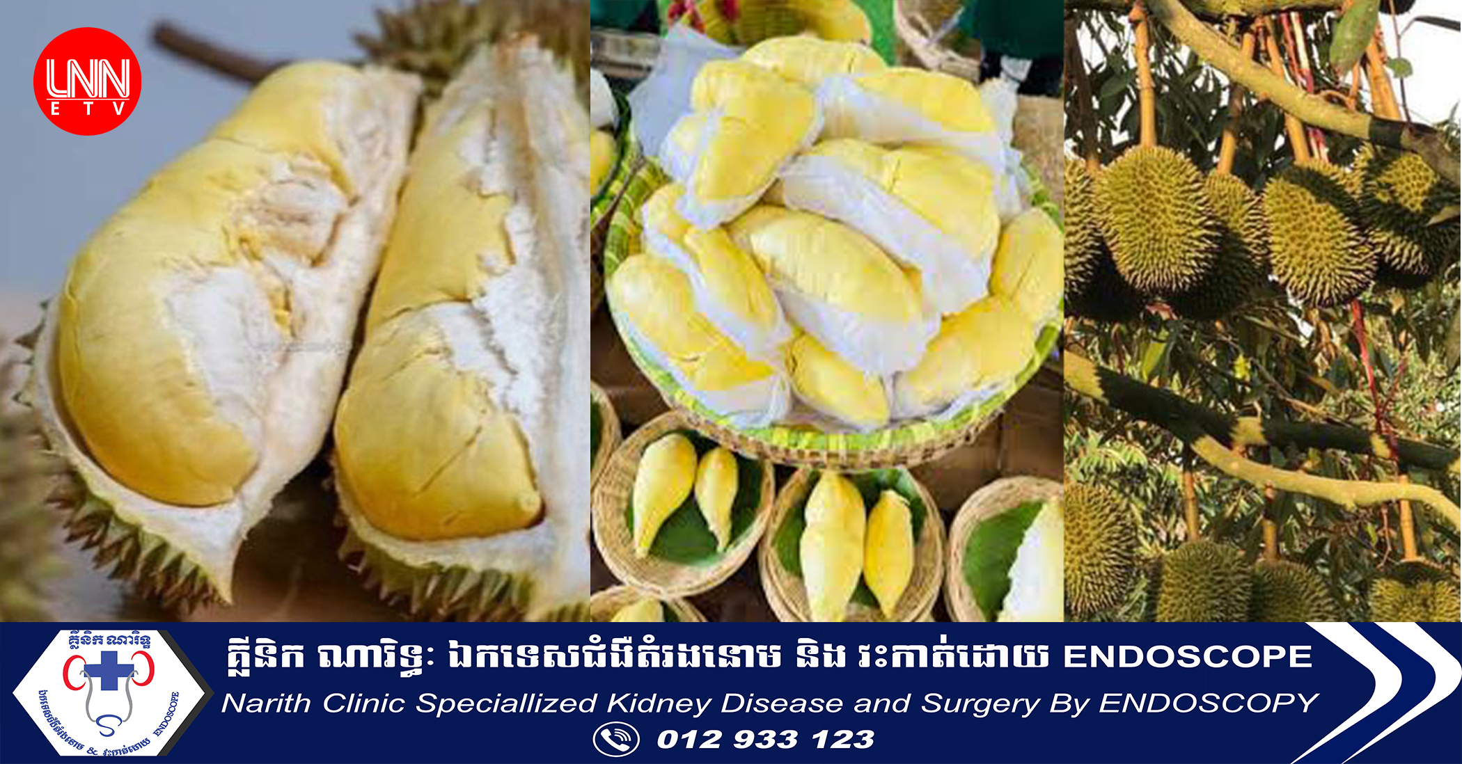 ទុរេន​សំឡូត​ប្រមូល​ផល​បាន​ជាង​ ៣ ​ពាន់​តោន​ហើយ ​គិត​ត្រឹម​ដើមខែ​នេះ​