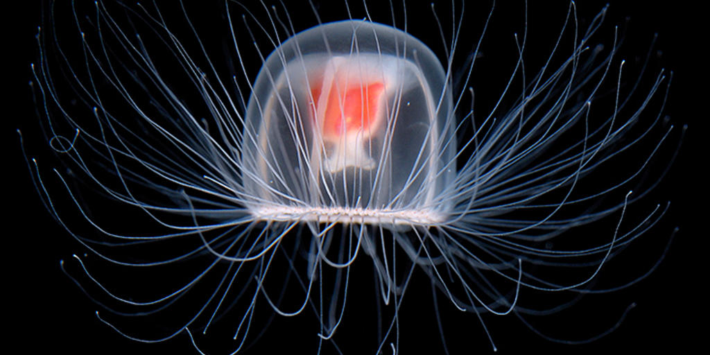 immortal-jellyfish-flip_twittershare_1024