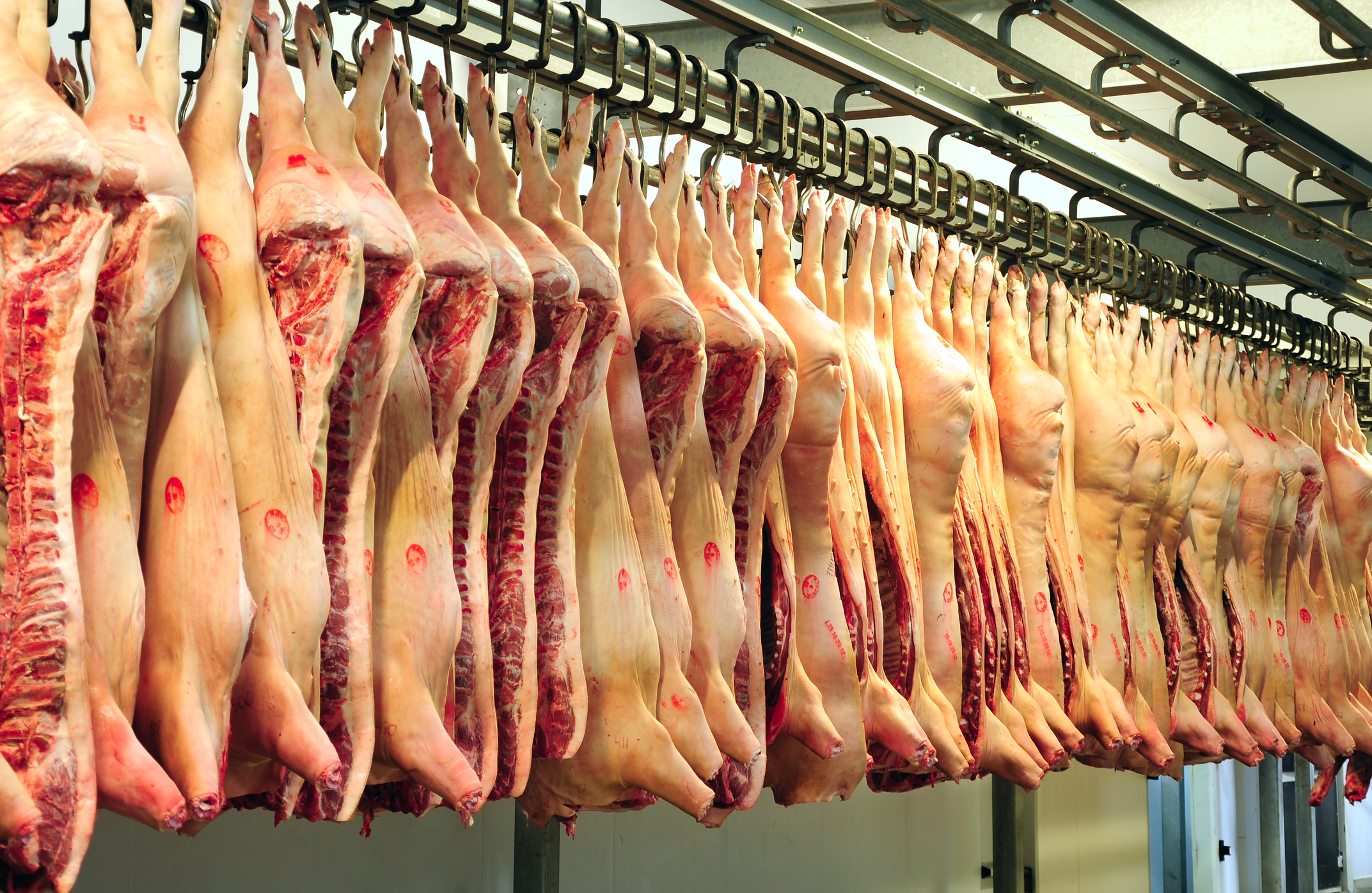 Pork carcasses hanging in cooler_marina_karkalicheva_iStock_Thinkstock-157116556_0