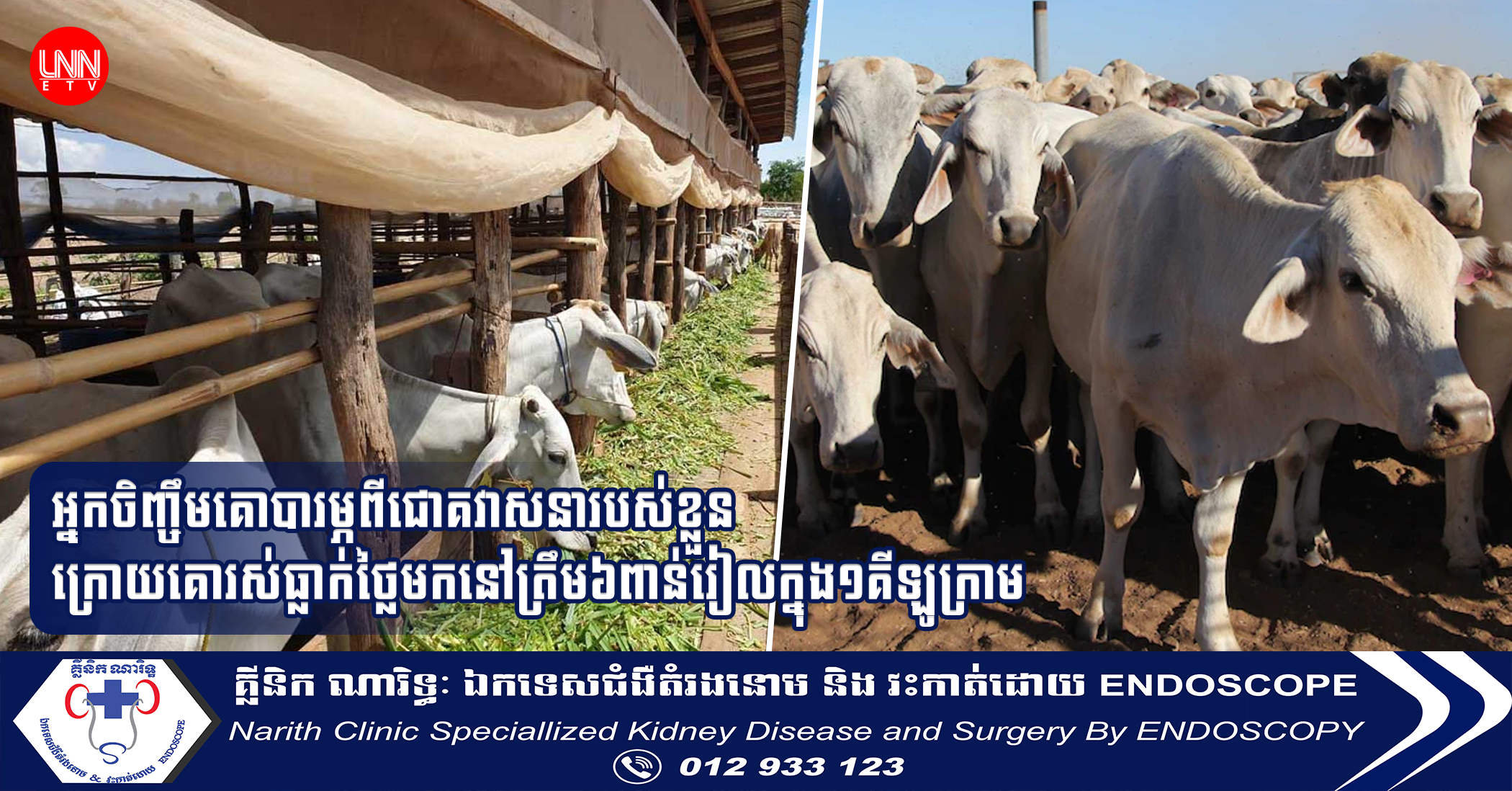 អ្នកចិញ្ចឹមគោបារម្ភពីជោគវាសនារបស់ខ្លួន ក្រោយគោរស់ធ្លាក់ថ្លៃមកនៅត្រឹម៦ពាន់រៀលក្នុង១គីឡូក្រាម